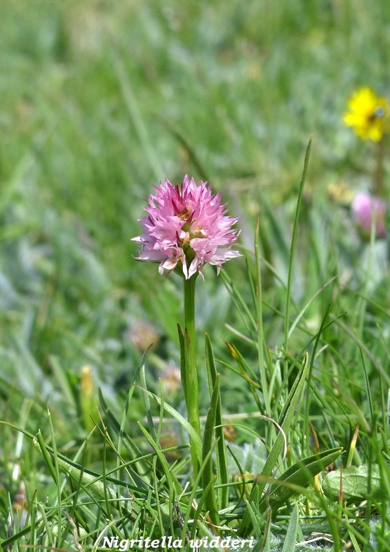 Monte Doro e Cima della Laghetta, le orchidee e i loro ambienti - luglio 2025.
